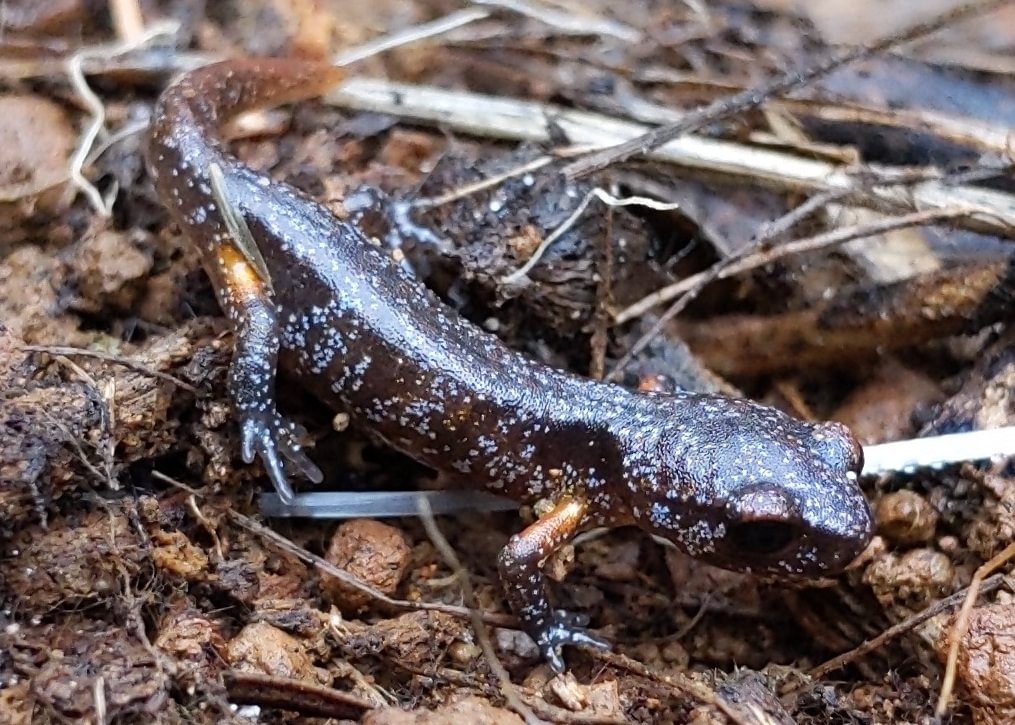 Oregon Ensatina camp wilkerson apiary vernonia columbia county northwest oregon