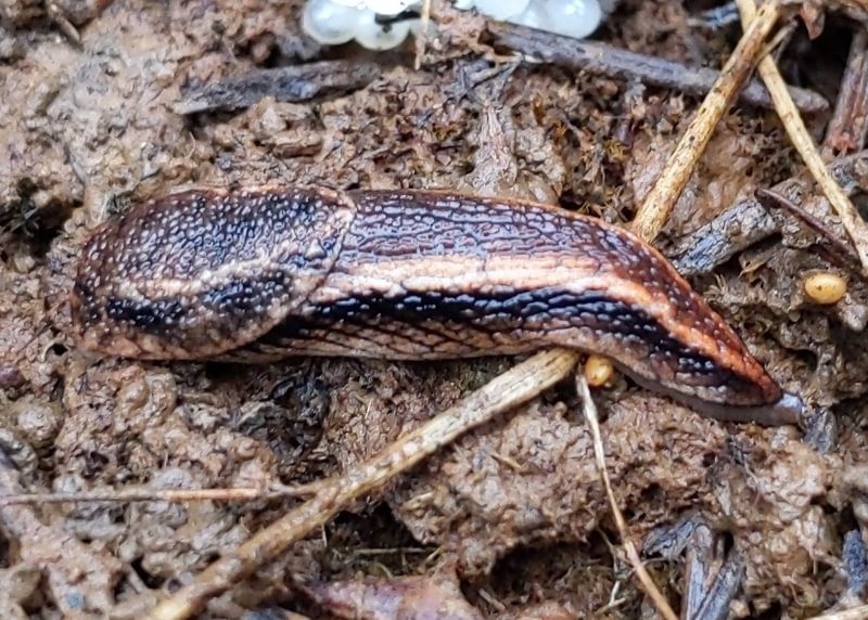 Scarletback Taildropper camp wilkerson apiary vernonia columbia county northwest oregon