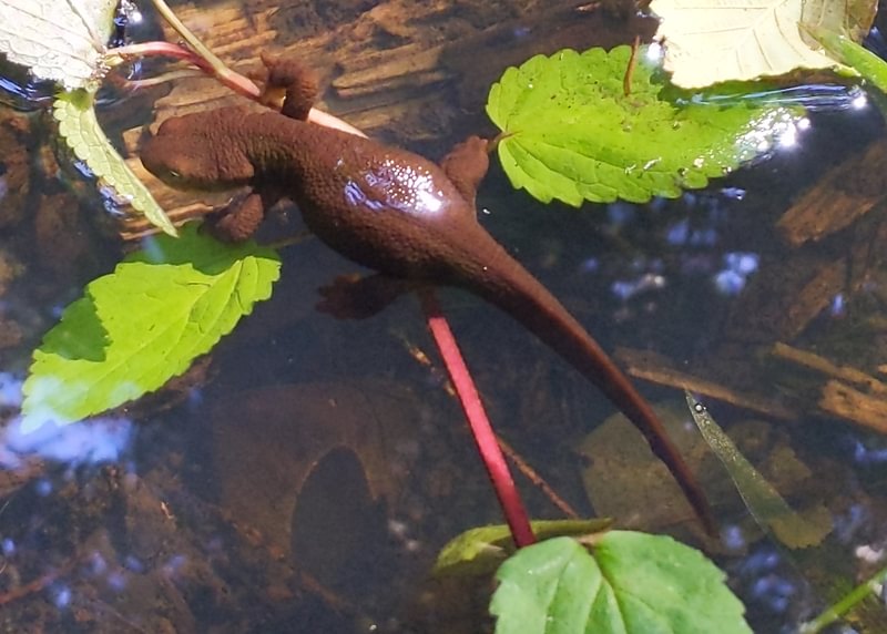 Rough-skinned Newt camp wilkerson apiary vernonia columbia county northwest oregon