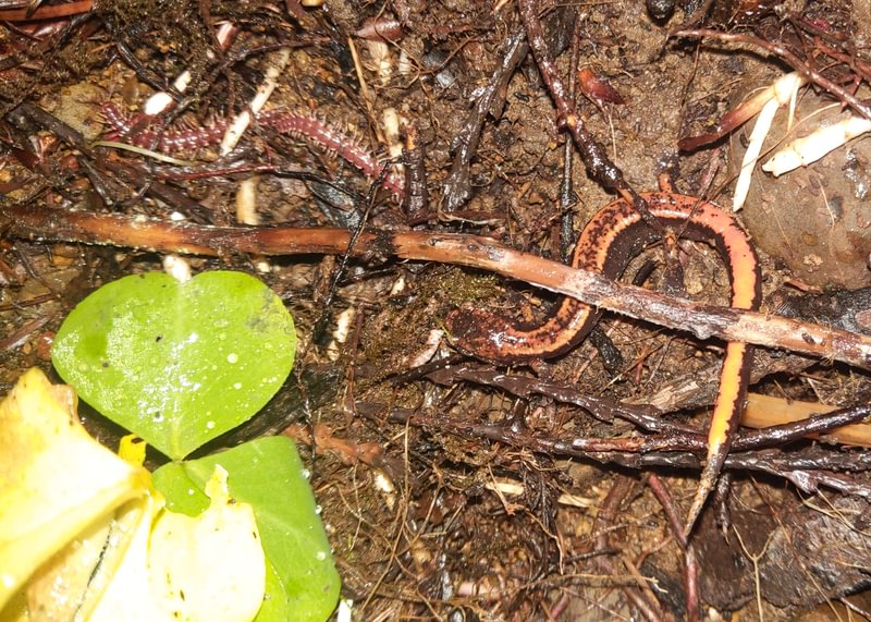 Western Red-backed Salamander millipede camp wilkerson apiary vernonia columbia county northwest oregon