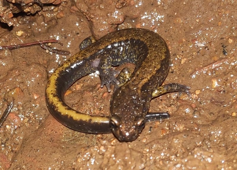 Dunn's Salamander camp wilkerson apiary vernonia columbia county northwest oregon
