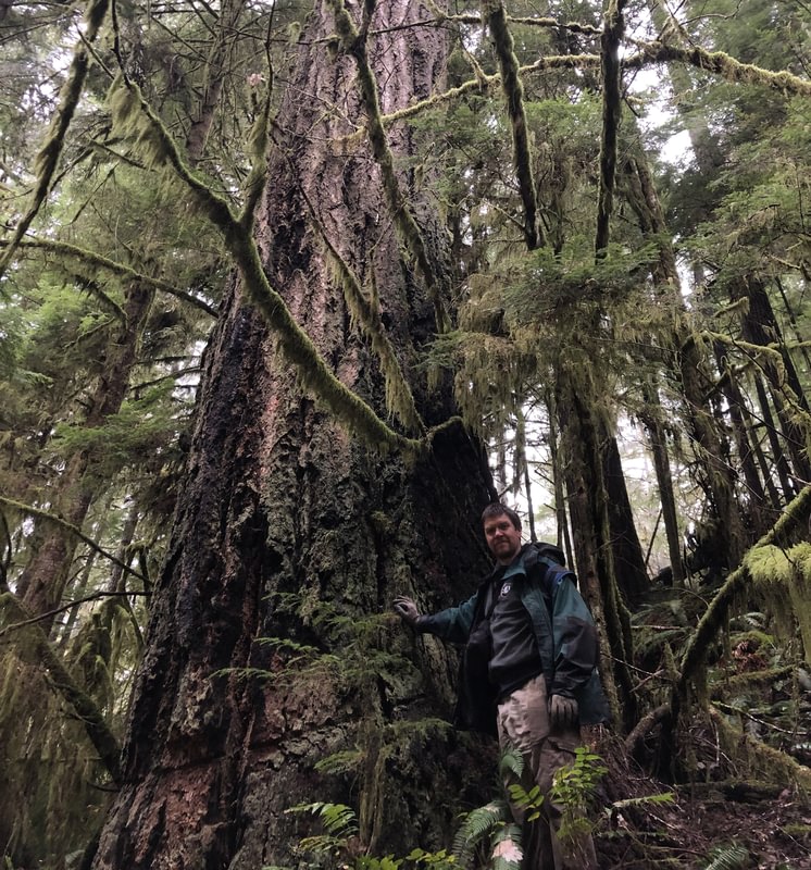 wildcolumbia wild columbia youtube videos old growth tree clatskanie westport