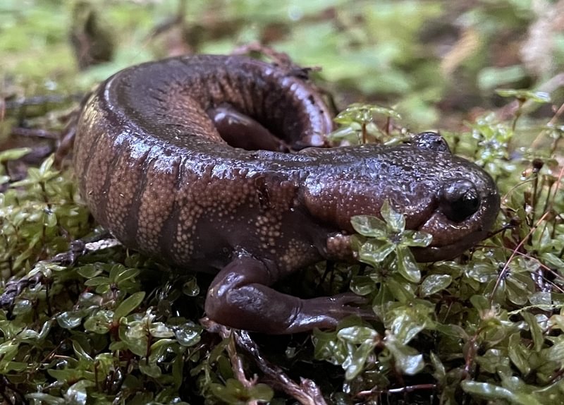 Northwestern Salamander camp wilkerson apiary vernonia columbia county northwest oregon