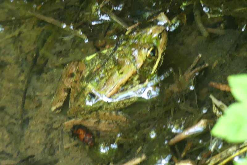 Northern Red-legged Frog camp wilkerson apiary vernonia columbia county northwest oregon
