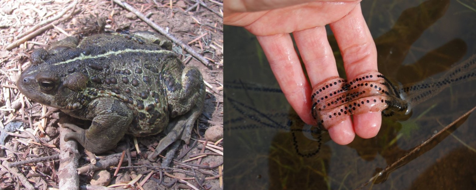 western toad migrating egg mass mating survey columbia county oregon