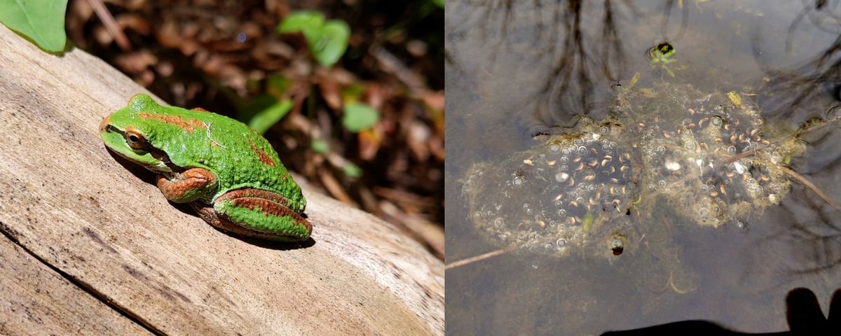 northern pacific treefrog migrating egg mass mating survey columbia county oregon