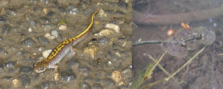 long-toed salamander migrating egg mass mating survey columbia county oregon