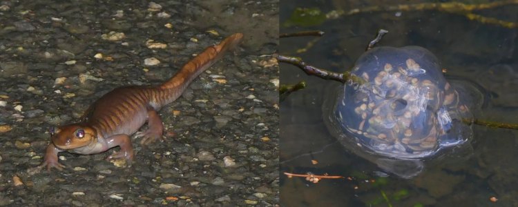 northwestern salamander migrating egg mass mating survey columbia county oregon