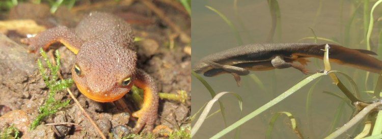 rough-skinned newts