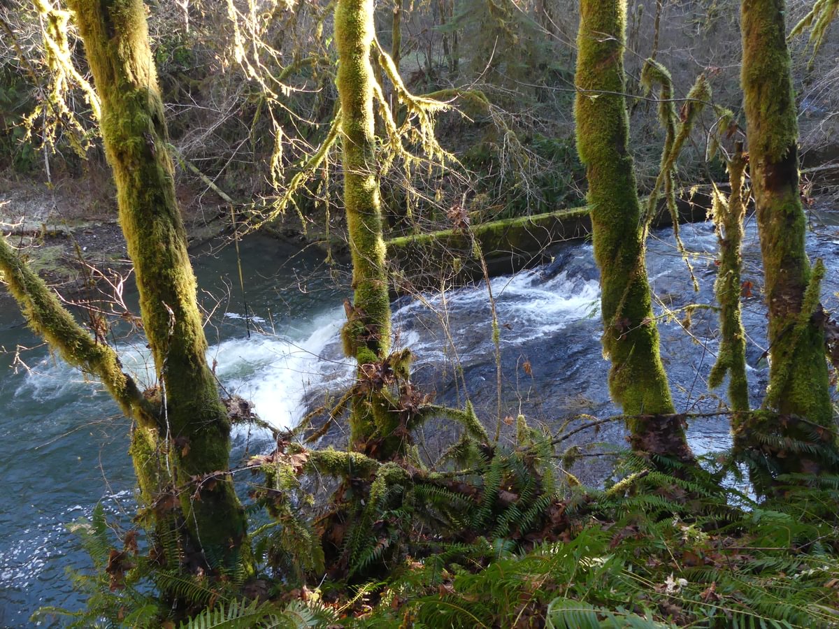 clatskanie River falls with fish ladder waterfall