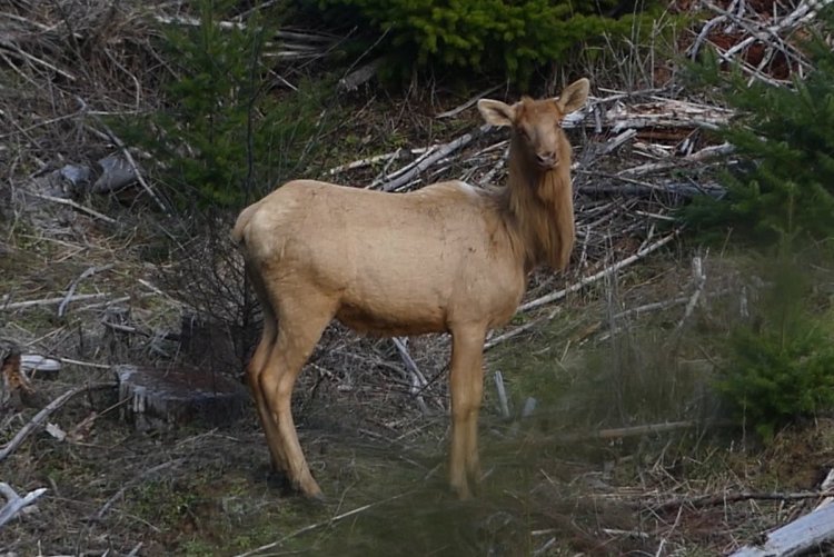blond blonde roosevelt elk  rock creek keasey vernonia