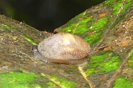 warty jumping slug keasey vernonia oregon