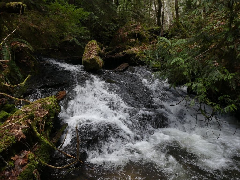 ginger creek rock creek keasey vernonia oregon