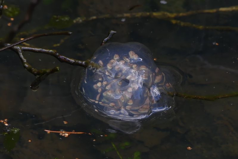northwestern salamander egg mass rock creek keasey vernonia oregon