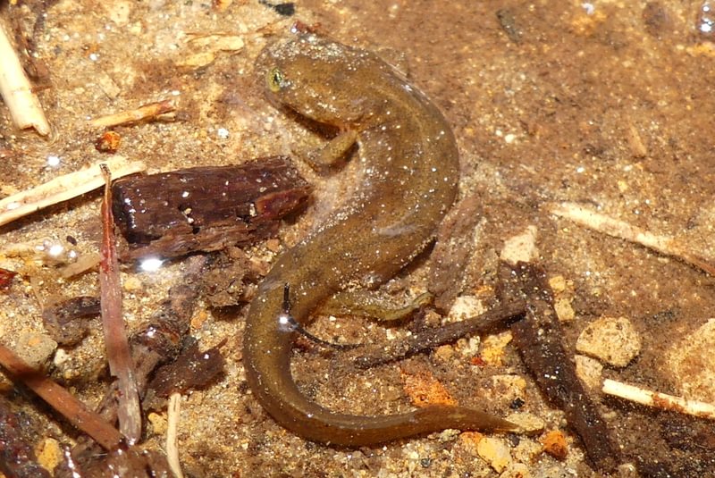larval Columbia Torrent salamander vernonia clatskanie mist