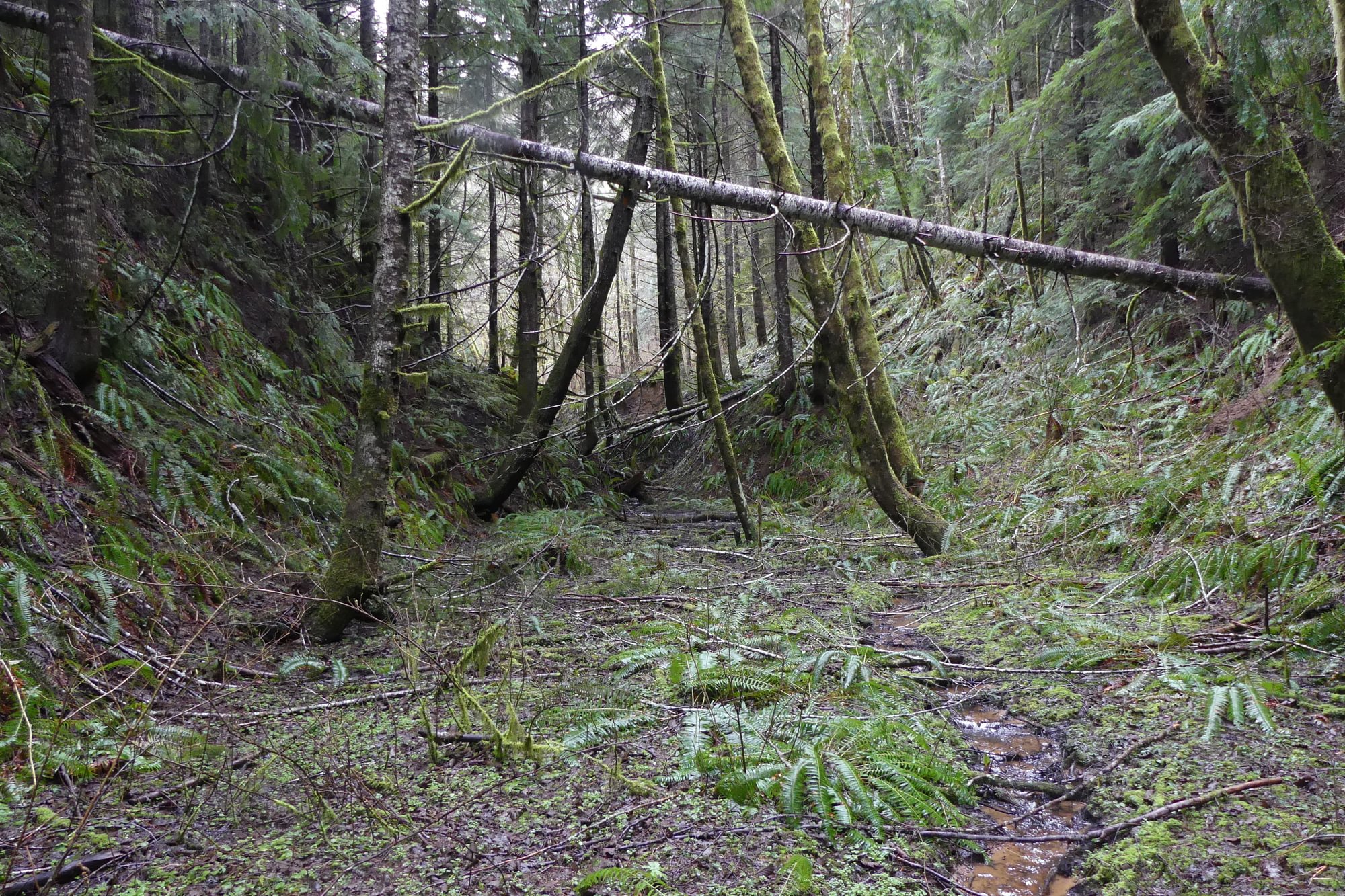Kerry tunnel north entrance railway railroad train bed logging