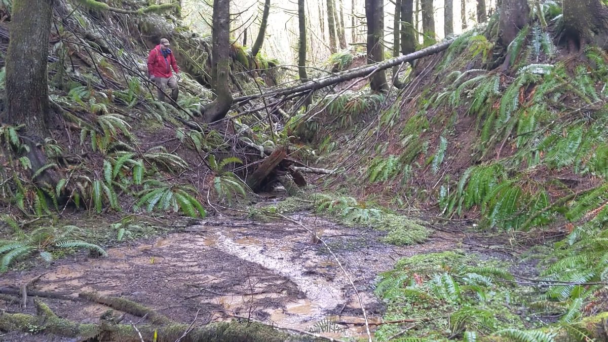 kerry tunnel trestling up from railroad bed logging