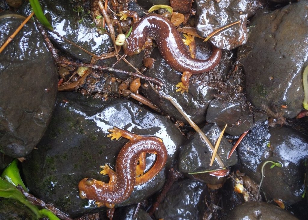 Columbia Torrent Salamander Rhyacotriton kezeri larva larval columbia county oregon
