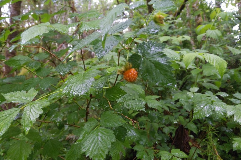 salmonberry st. helens tree farm pittsburg road yankton columbia county oregon