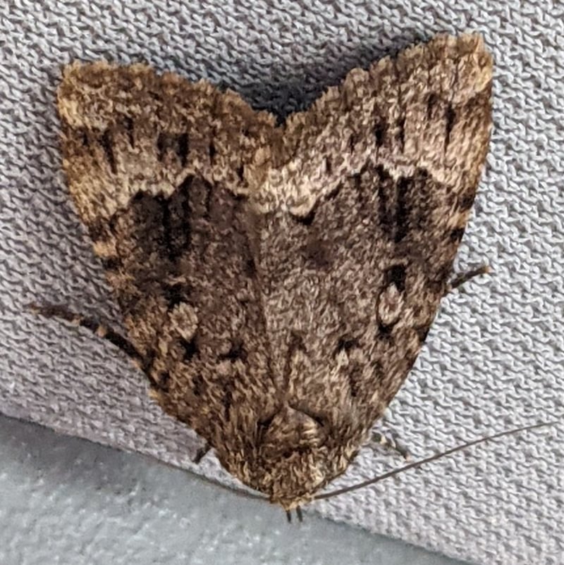 American Copper Underwing Amphipyra pyramidoides moth columbia county northwest oregon