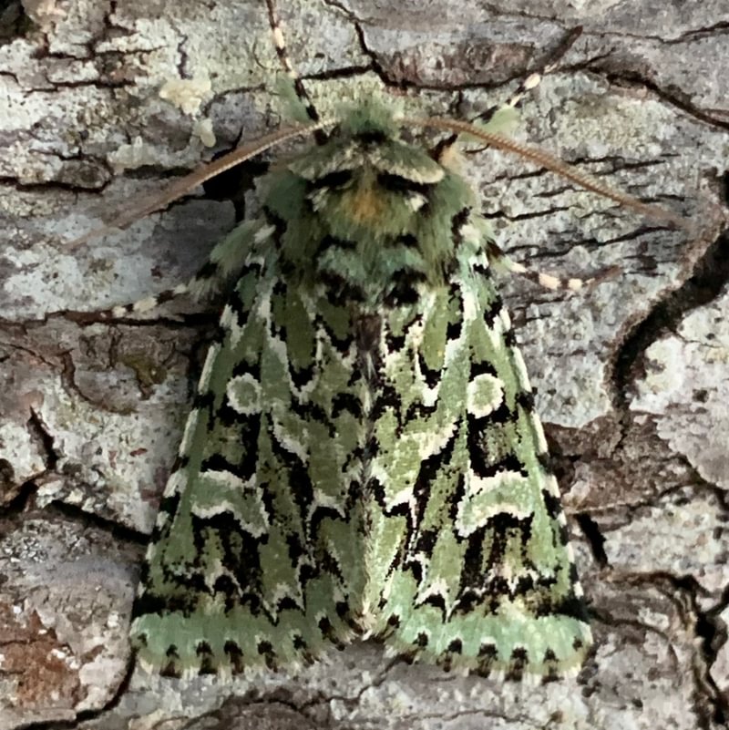 Comstock's Sallow Feralia comstocki moth columbia county northwest oregon