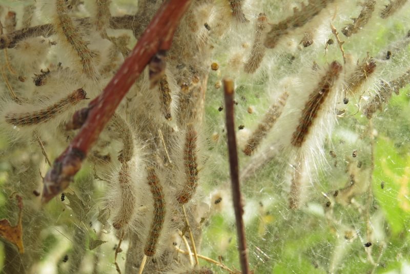 Fall Webworm Moth Hyphantria cunea larva caterpillar columbia county northwest oregon larva caterpillar