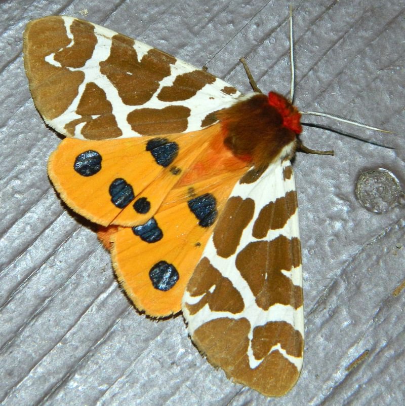Garden Tiger Arctia caja columbia county northwest oregon