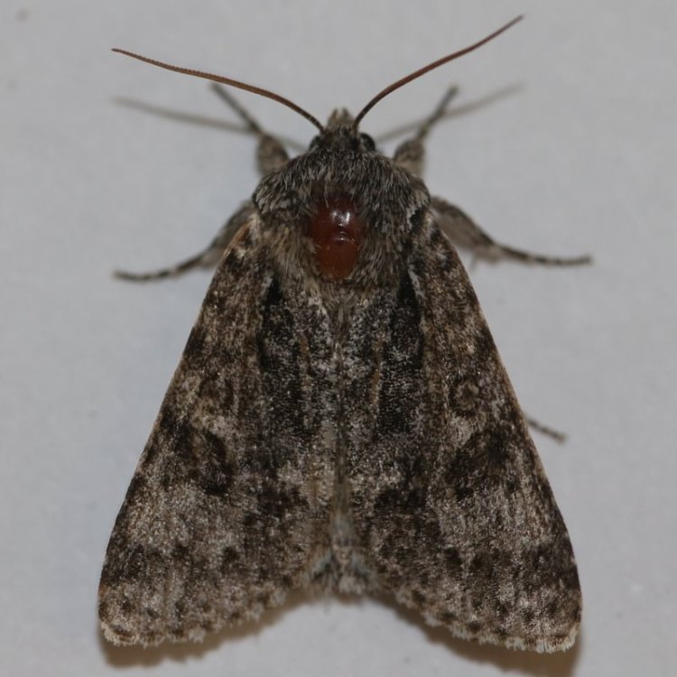 Impressive Dagger Acronicta impressa moth columbia county northwest oregon