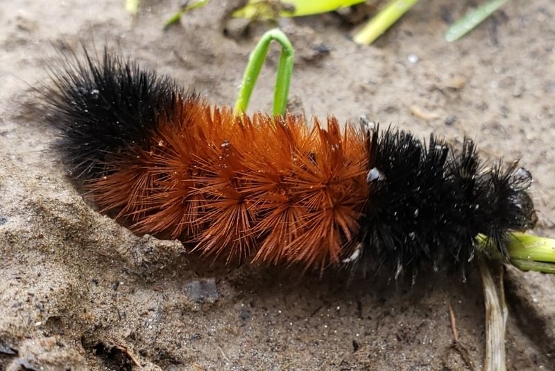 Isabella Tiger Moth Pyrrharctia isabella wooly bear bugger columbia county northwest oregon caterpillar larva
