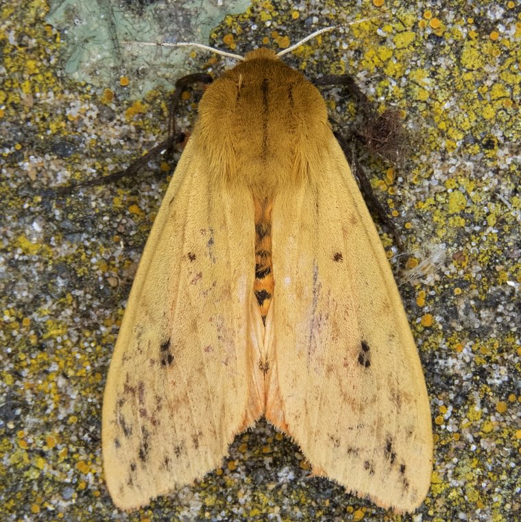 Isabella Tiger Moth Pyrrharctia isabella wooly bear bugger columbia county northwest oregon