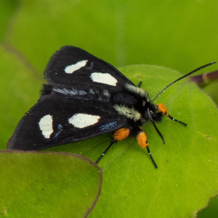 Langton's Forester Alypia langtoni columbia county northwest oregon