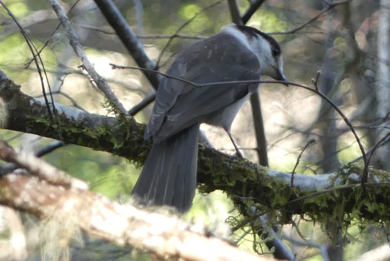 canada jay St. Helens Tree Farm Yankton pittsburg columbia county oregon