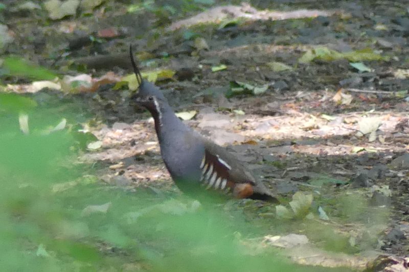 Mountain Quail St. Helens Tree Farm Yankton pittsburg columbia county oregon