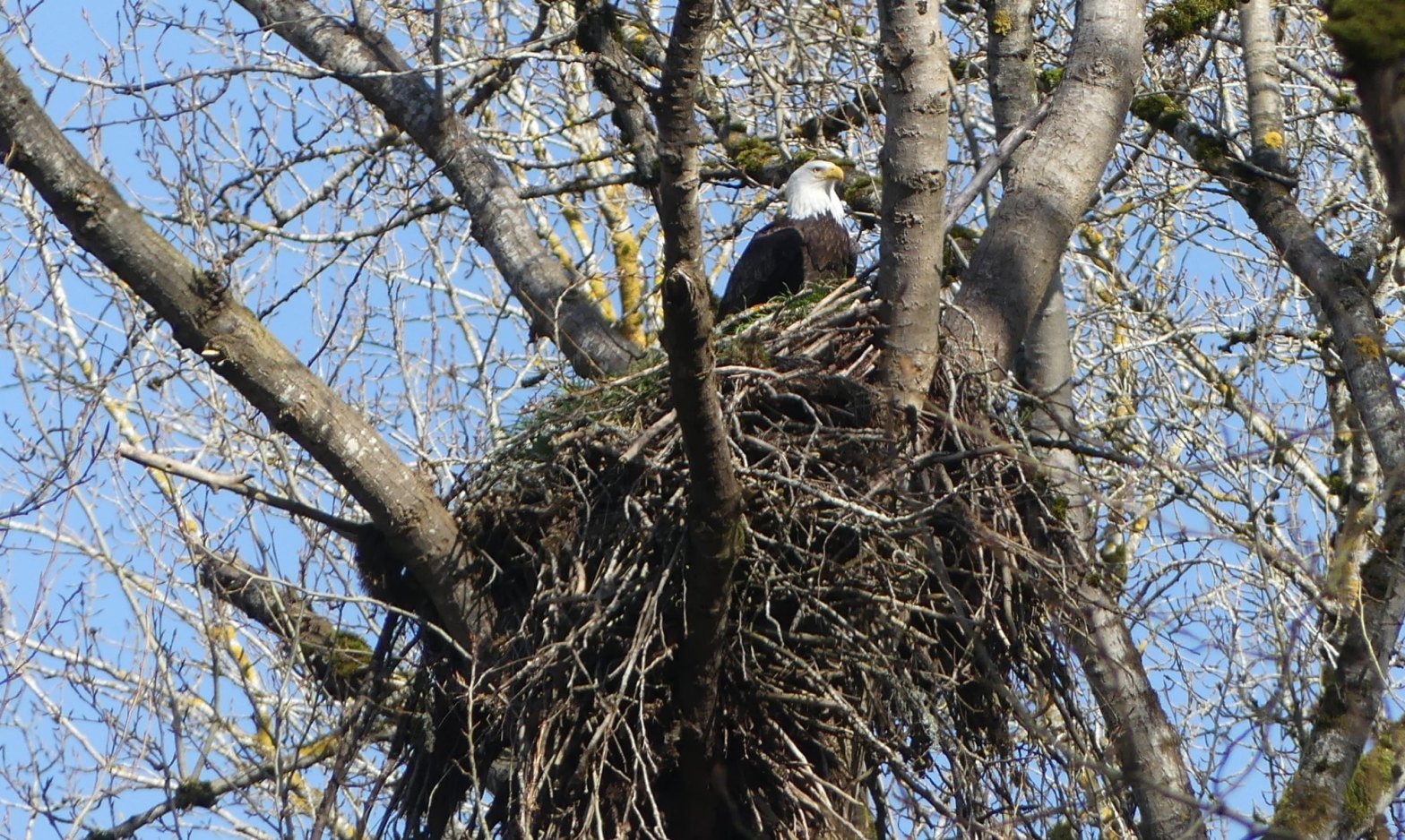 Bald Eagle nest Prescott beach columbia river oregon