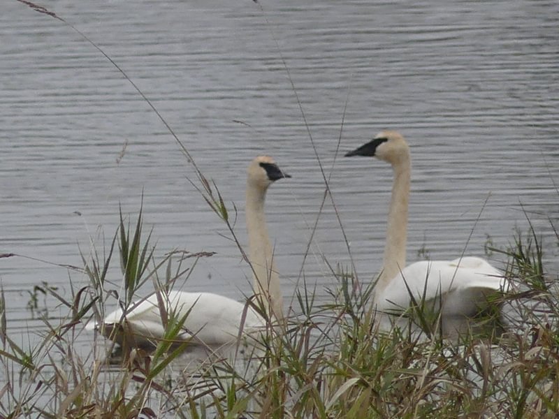 Trumpeter Swan carr slough Prescott Beach County Park Columbia River Rainier columbia county