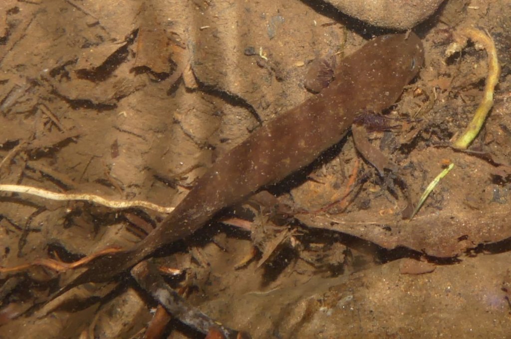 Coastal Giant Salamander Mayfly Falls West Fork Carcus Creek apiary columbia county oregon