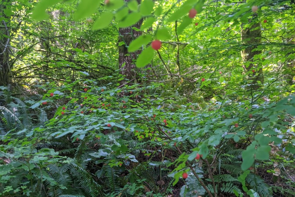 red huckleberry st. helens tree farm pittsburg road yankton columbia county oregon