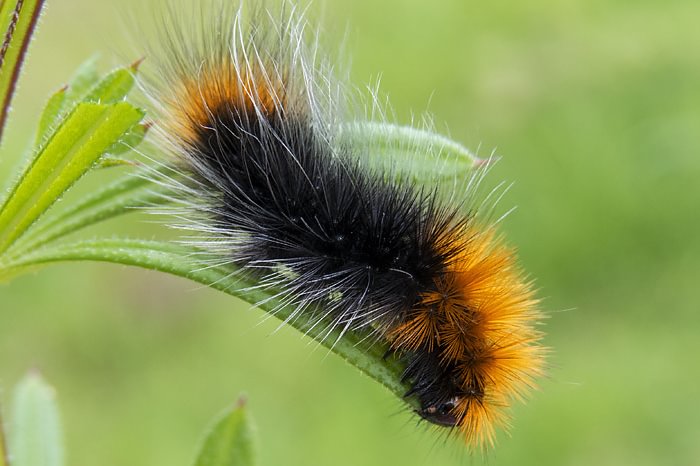 Ranchman's Tiger Moth Arctia virginalis columbia county northwest oregon caterpillar larva