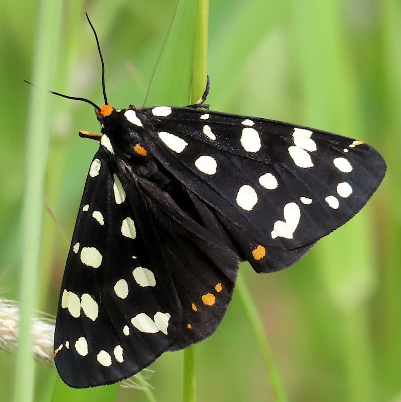 Ranchman's Tiger Moth Arctia virginalis columbia county northwest oregon