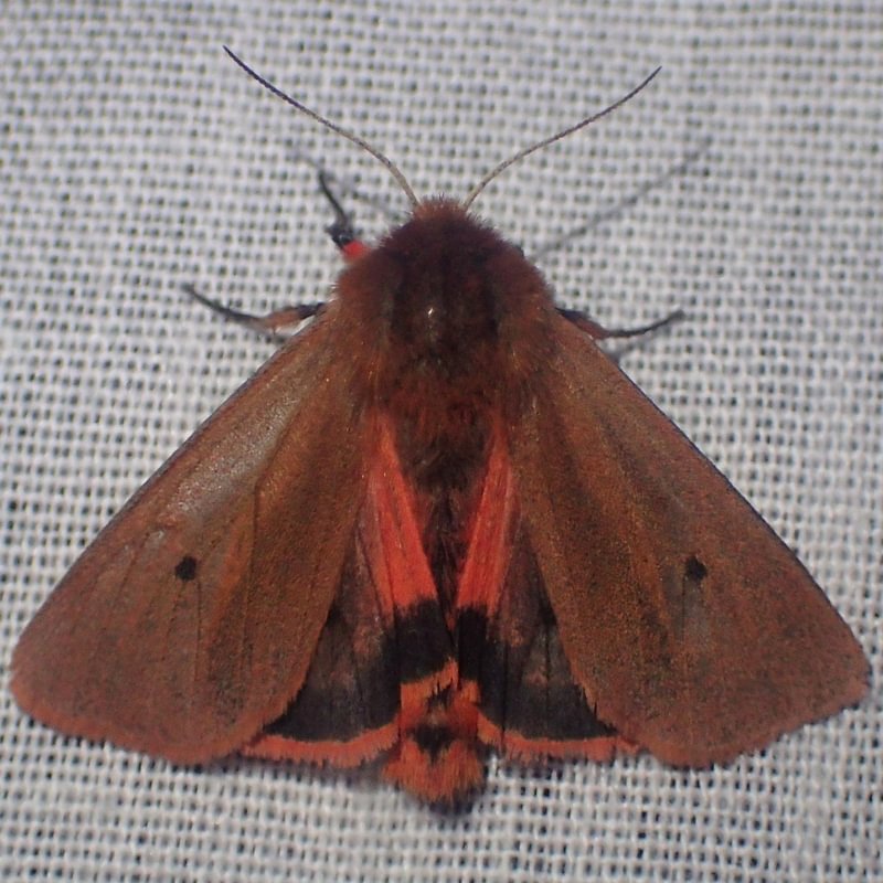 Ruby Tiger Moth Phragmatobia fuliginosa columbia county northwest oregon
