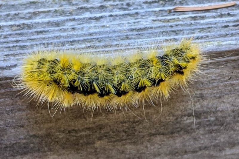 Silver-spotted Tiger Moth Lophocampa argentata columbia county northwest oregon larva caterpillar
