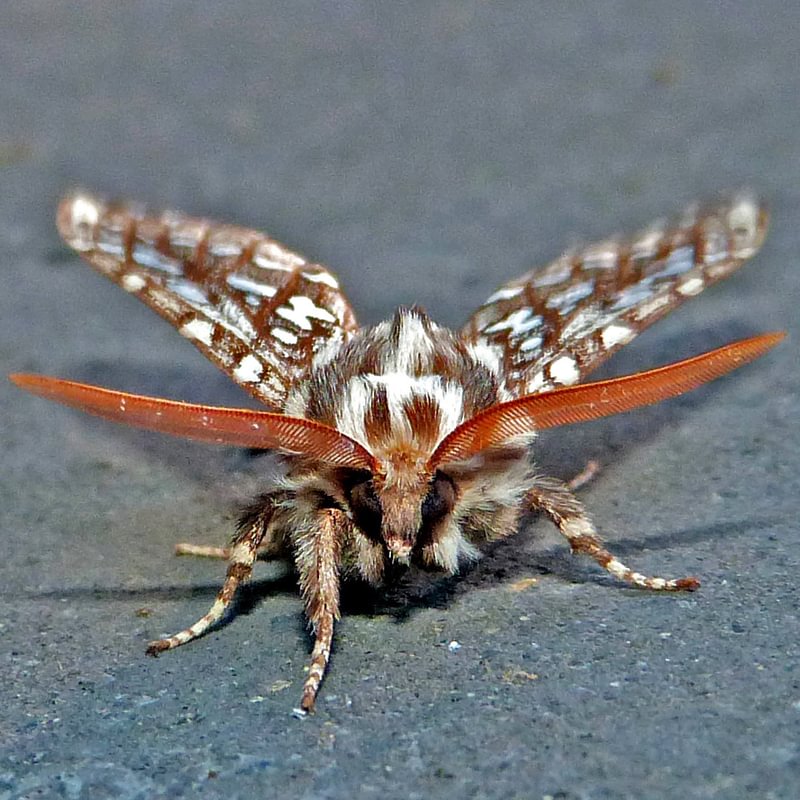 Silver-spotted Tiger Moth Lophocampa argentata columbia county northwest oregon
