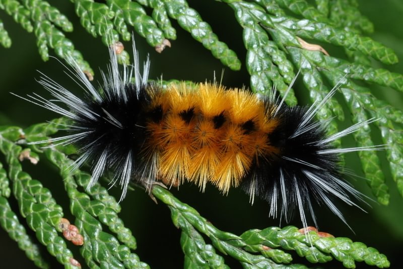 Spotted Tussock Moth Lophocampa maculata columbia county northwest oregon larva caterpillar