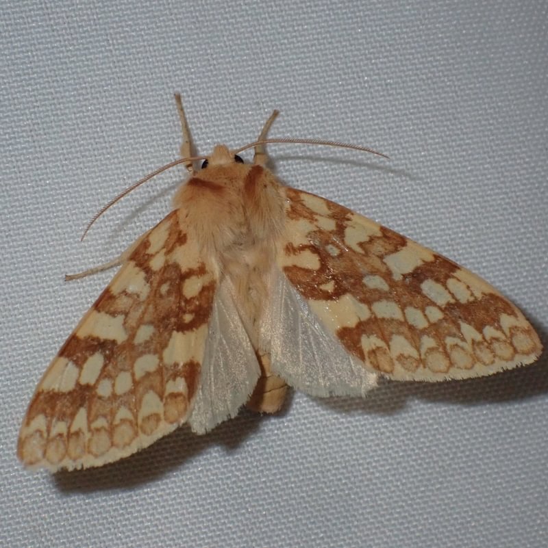 Spotted Tussock Moth Lophocampa maculata columbia county northwest oregon