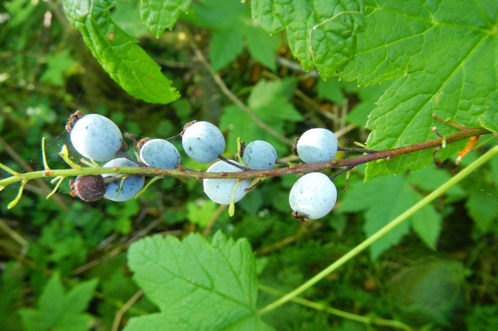Stink Currant blue black Ribes bracteosum columbia county oregon