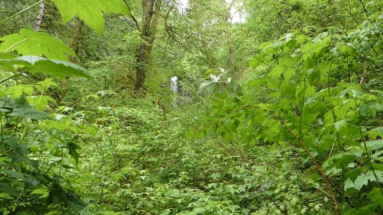 Mayfly Falls West Fork Carcus Creek apiary columbia county oregon