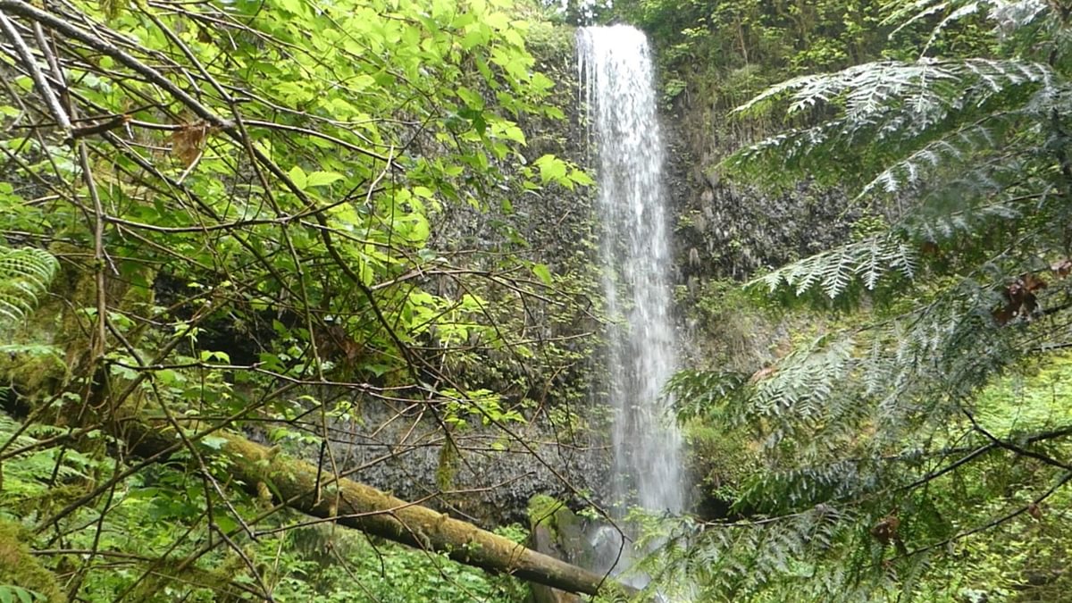 Mayfly Falls West Fork Carcus Creek apiary columbia county oregon