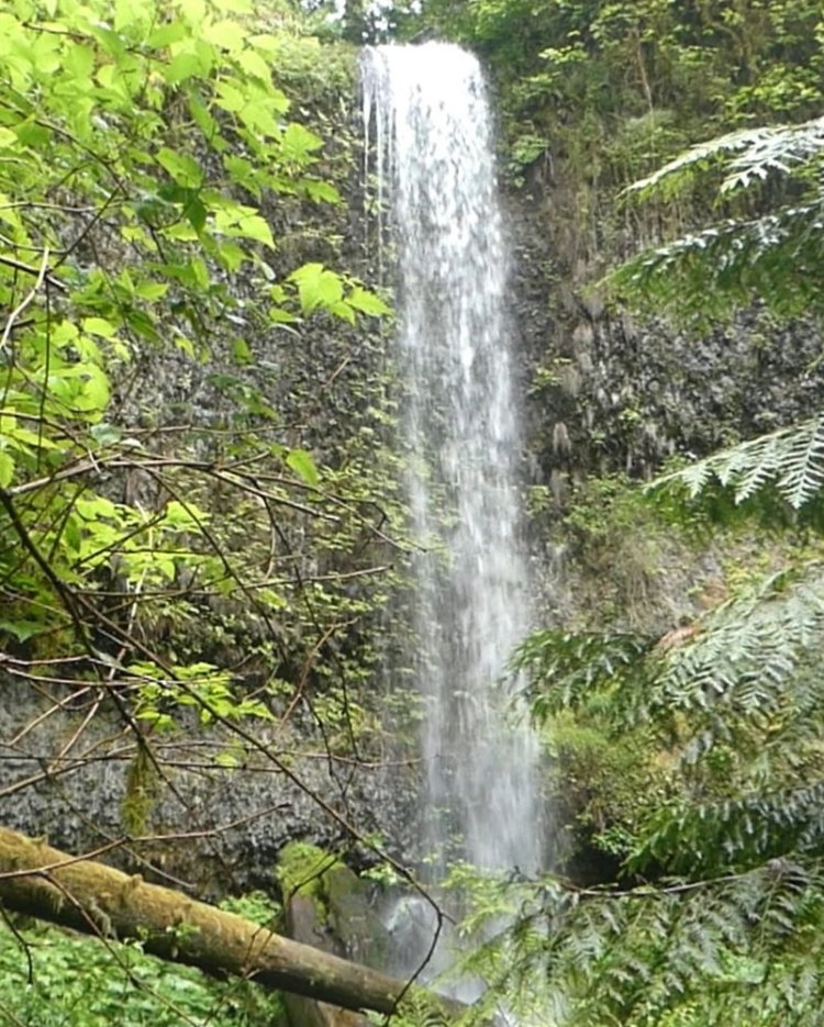 Mayfly Falls west fork carcus creek apiary columbia county oregon