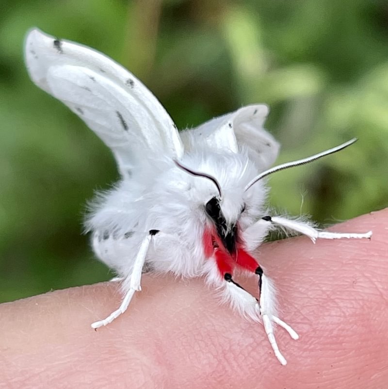 Vestal Tiger Moth Spilosoma vestalis columbia county northwest oregon caterpillar larva