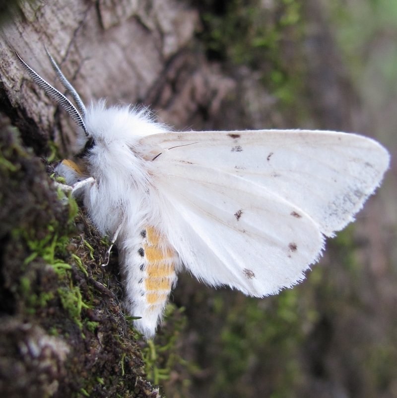 Virginian Tiger Moth Spilosoma virginica columbia county northwest oregon